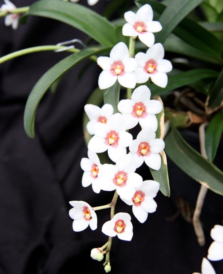Sarcochilus hartmannii - HCC/AOC