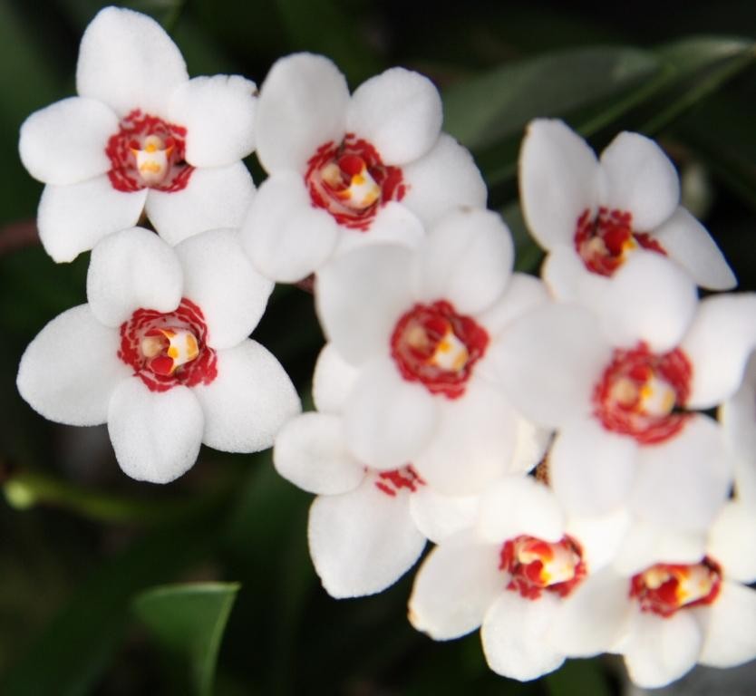 Sarcochilus Karen Ann