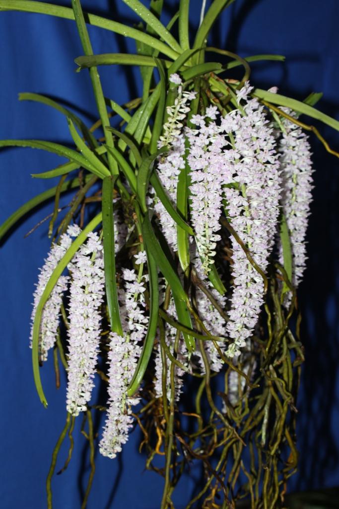 Rhynchostylis retusa