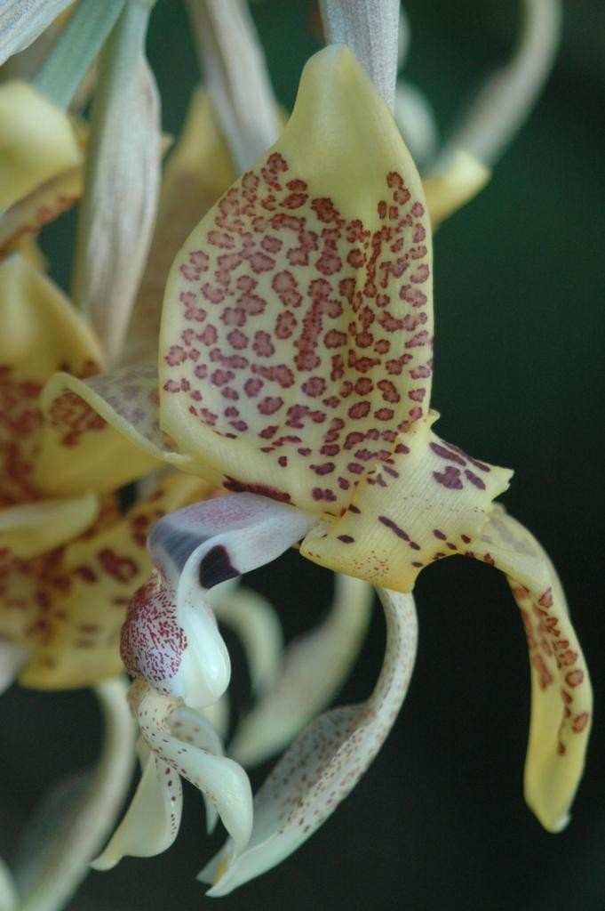 Stanhopea costaricensis
