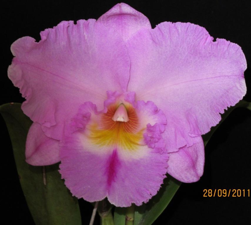 Rhyncholaeliocattleya Memoria Gordon Vallance - AM/AOC