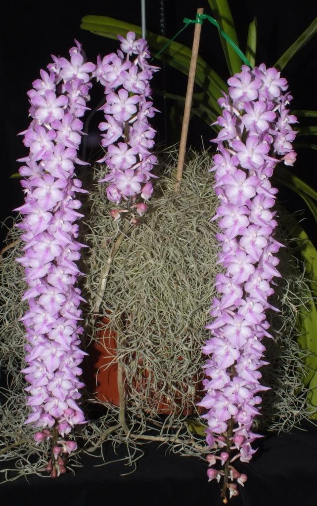Aerides rosea - AM/AOC