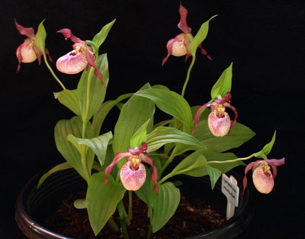 Cypripedium macranthos
