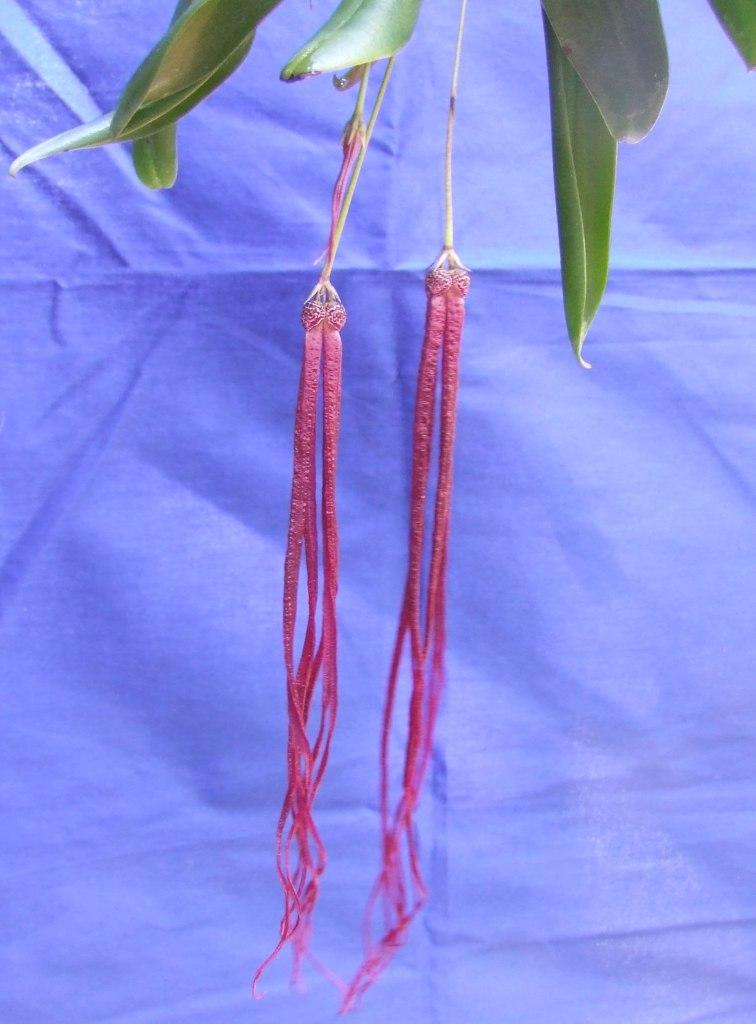 Bulbophyllum treschii
