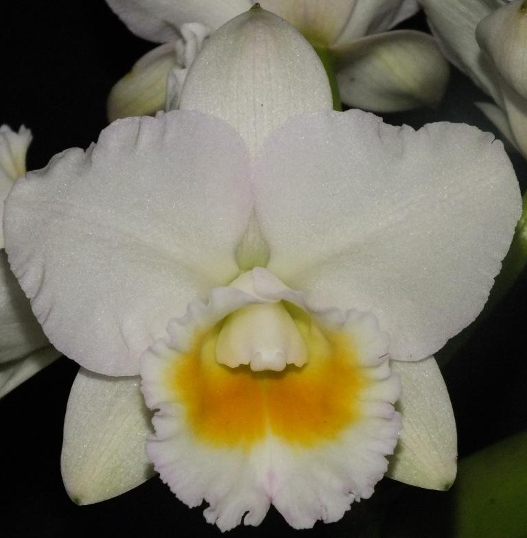 Rhyncholaeliocattleya Lakehaven Pearl - AM/AOC