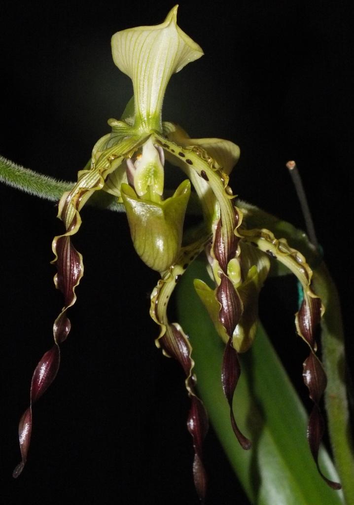 Paphiopedilum parishii - AM/AOC