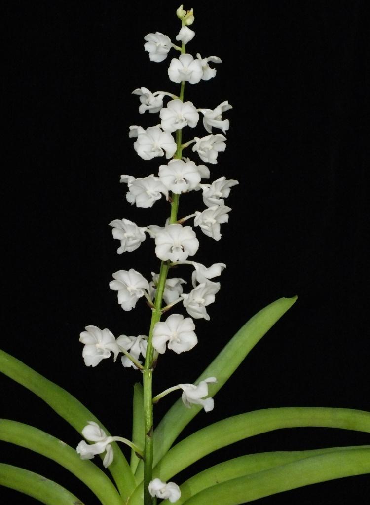 Rhynchostylis coelestis - HCC/AOC