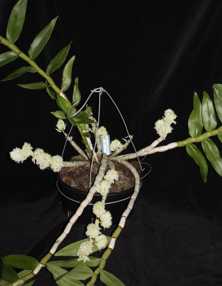 Dendrobium purpureum subsp. candidulum