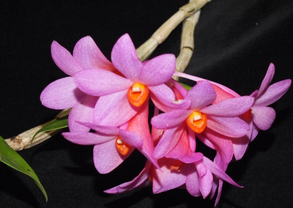 Dendrobium Hsinying Chrysopense - HCC/AOC