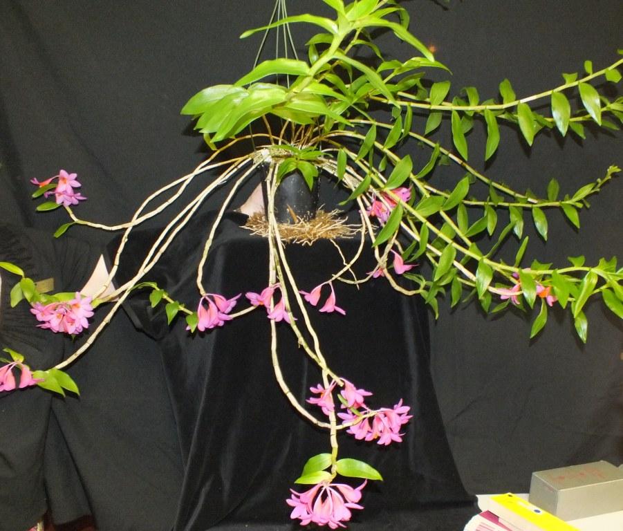 Den Hsinying Chrysopense