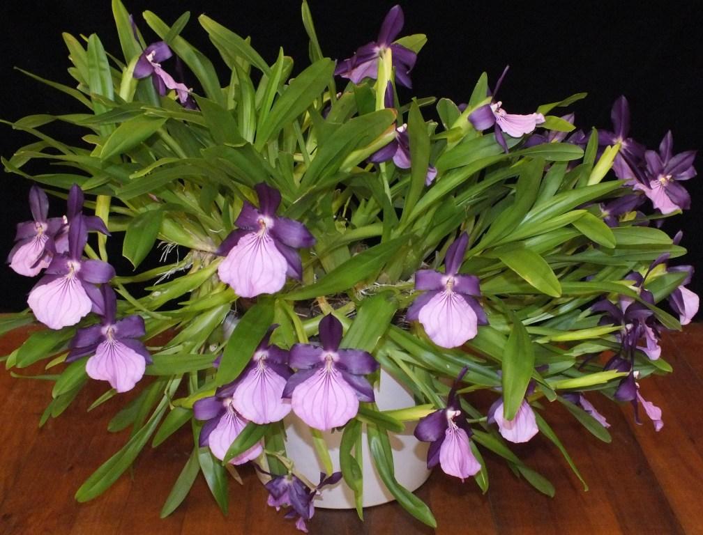 Miltonia moreliana - AM/AOC