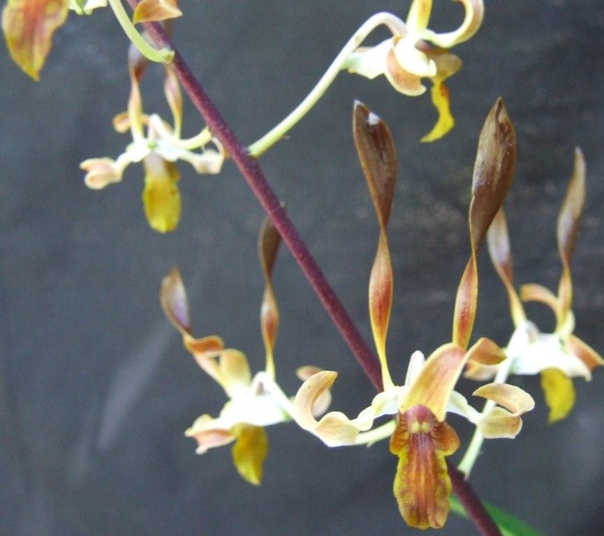 Den Memoria Stephen Martin