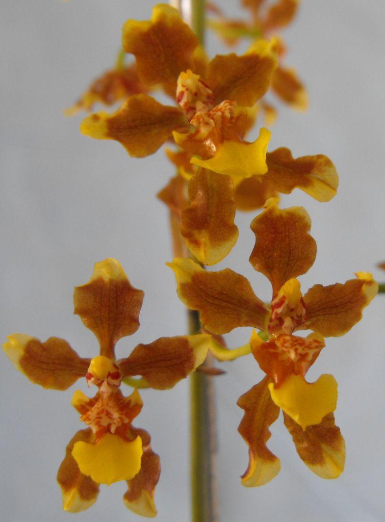 Oncidium planilabre - CBM/AOC