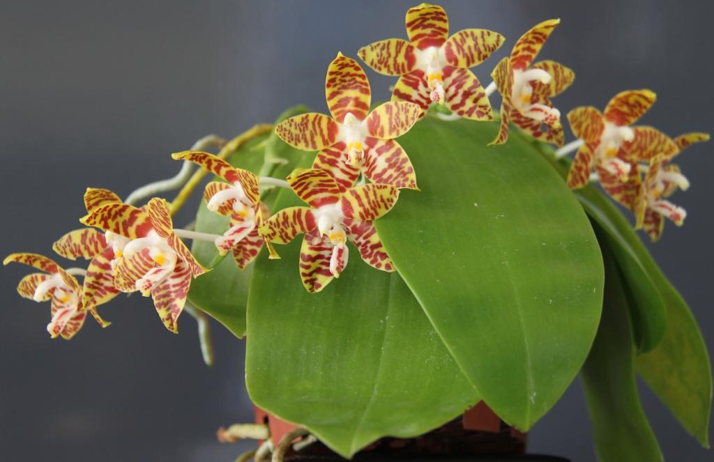 Phalaenopsis amboinensis