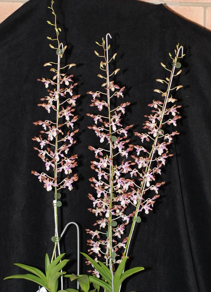 Dendrobium Gladstone Twist - AM/AOC