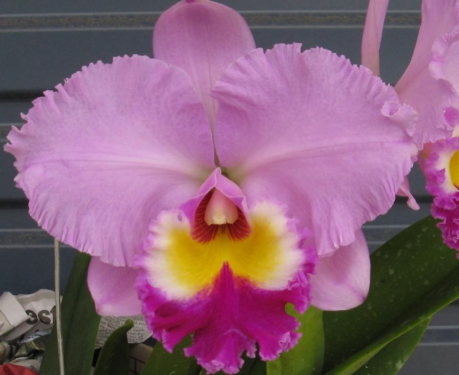 Rhyncholaeliocattleya Burdekin Solitaire