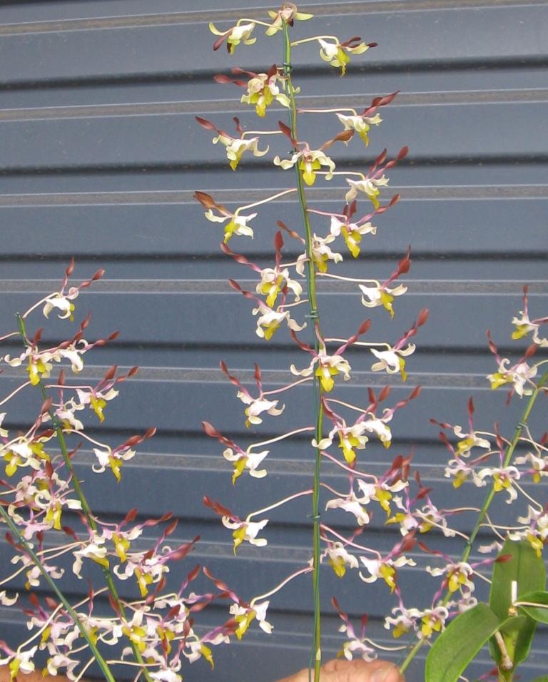 Dendrobium Bundy's Trip