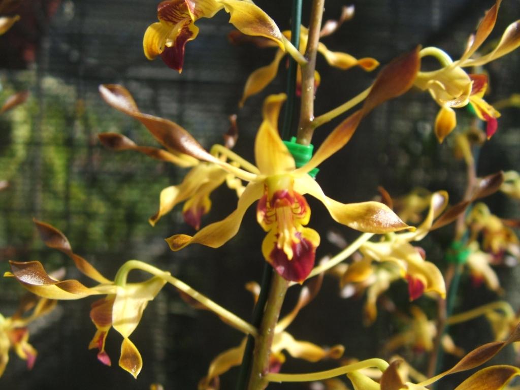 Dendrobium Jaydee Jim - HCC/AOC