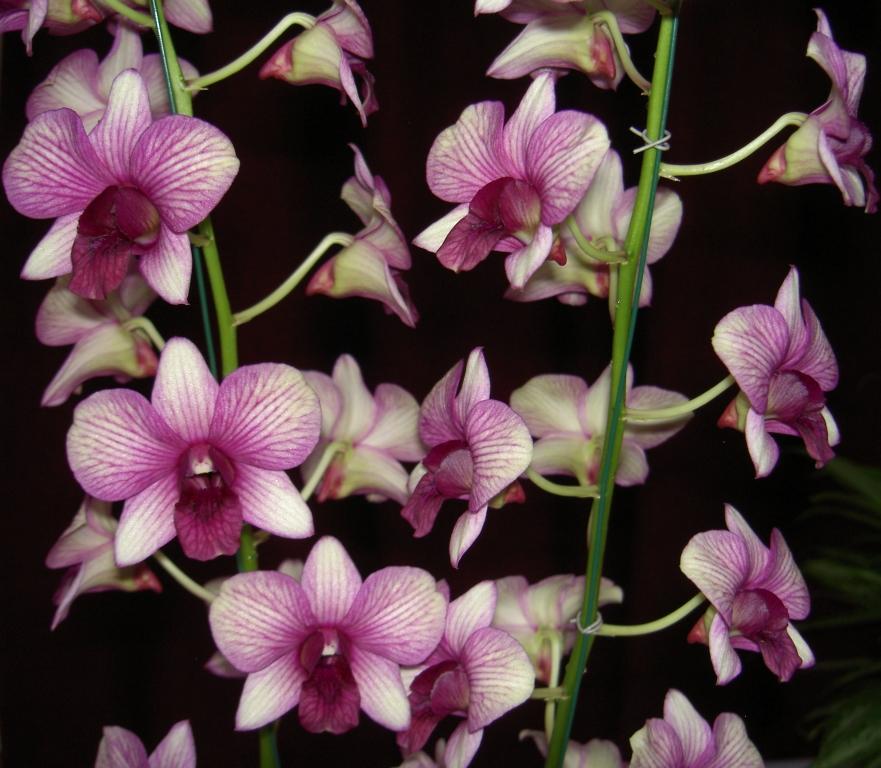 Dendrobium Nopporn Green Star