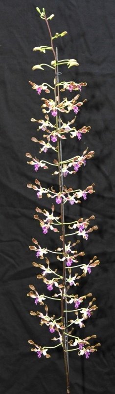 Dendrobium Cooloola Cove