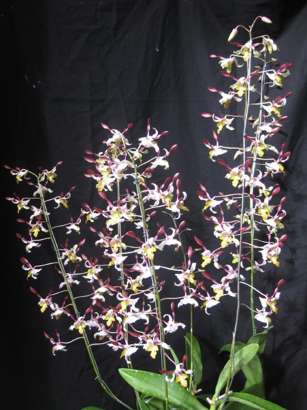 Dendrobium Bundy's Trip - AM/AOC