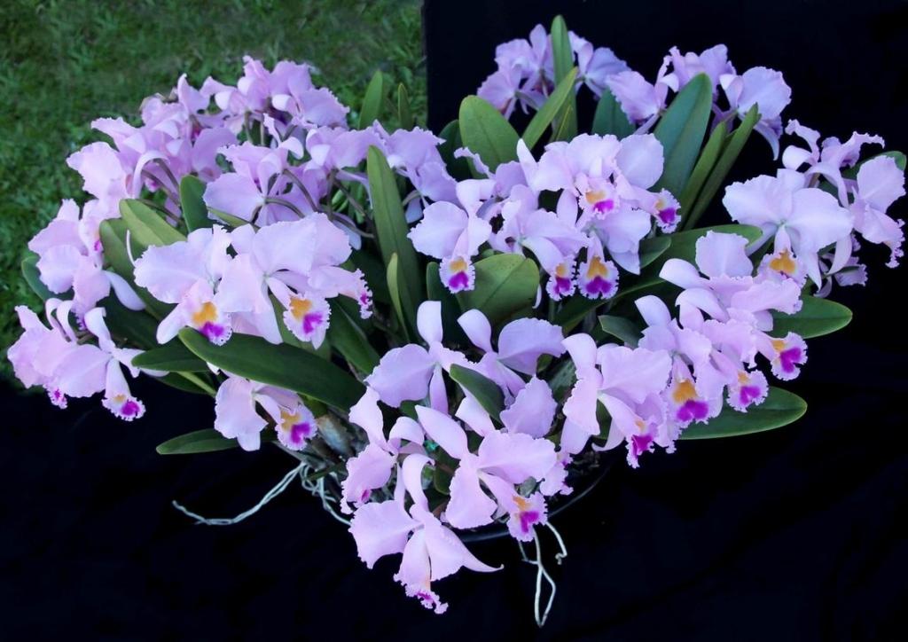 Cattleya trianae
