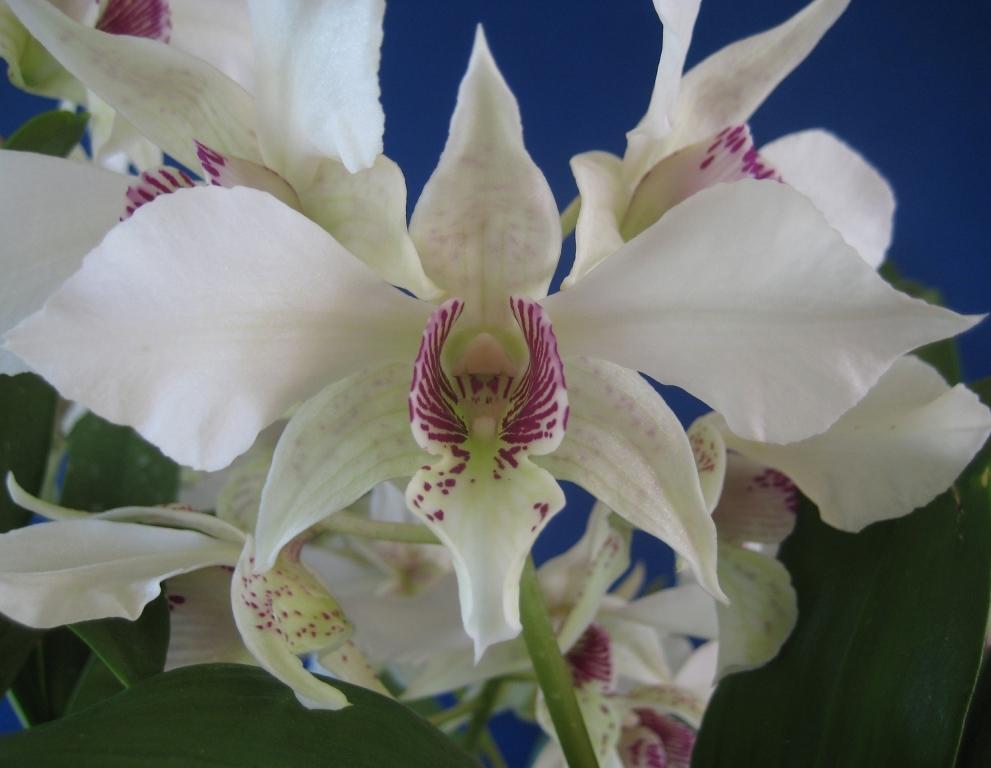 Dendrobium Royal Wings - HCC/AOC