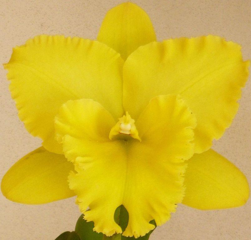 Rhyncholaeliocattleya Karen's Sunrise - HCC/AOC
