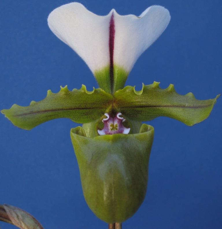 Paphiopedilum spicerianum - HCC/AOC