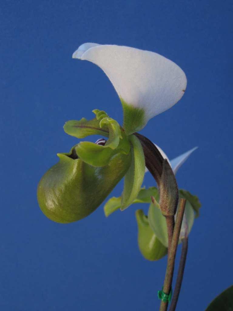 Paphiopedilum spicerianum - photo 2