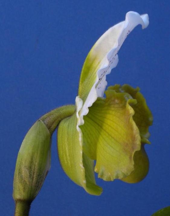 Paphiopedilum Bilgay - photo 2