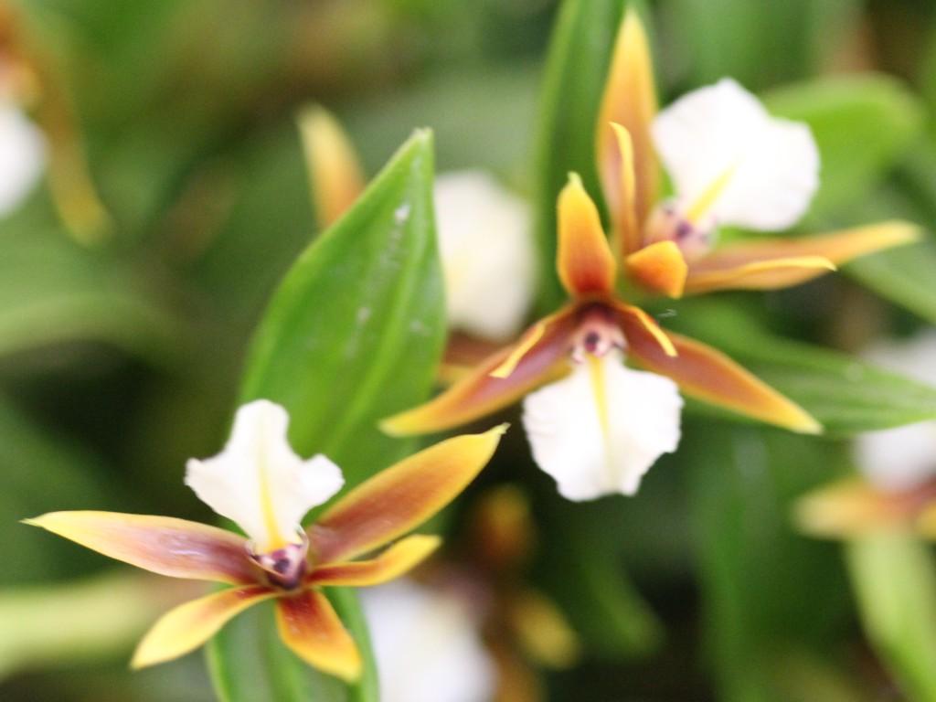 Dinema polybulbon - photo 2