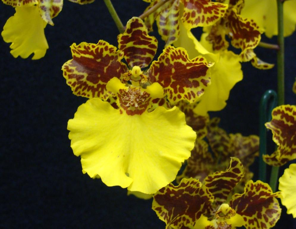 Zed Golden Handshake