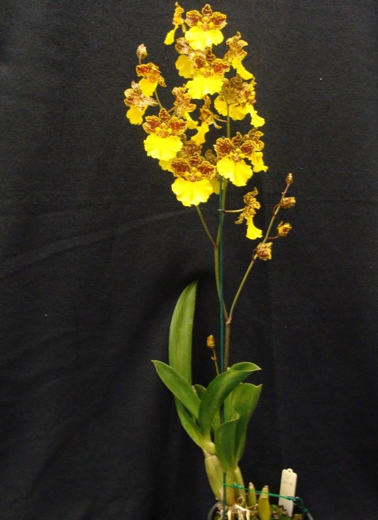 Zelenkocidesa Golden Handshake - photo 2