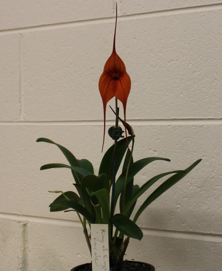 Masdevallia King of Kings - photo 2