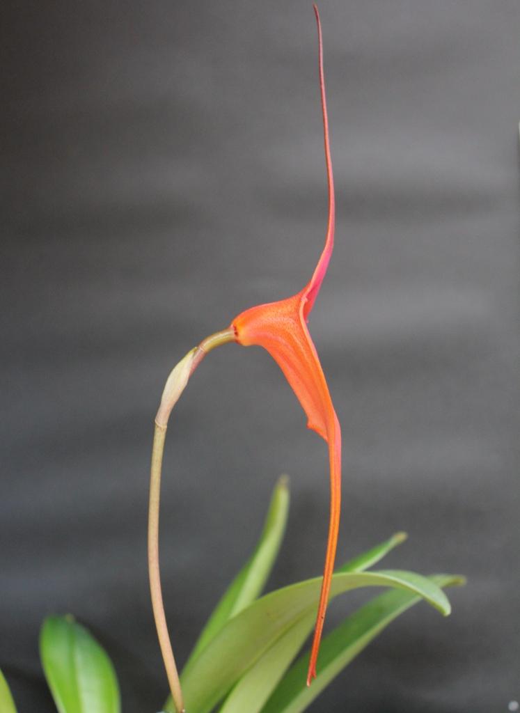 Masdevallia King of Kings - photo 2