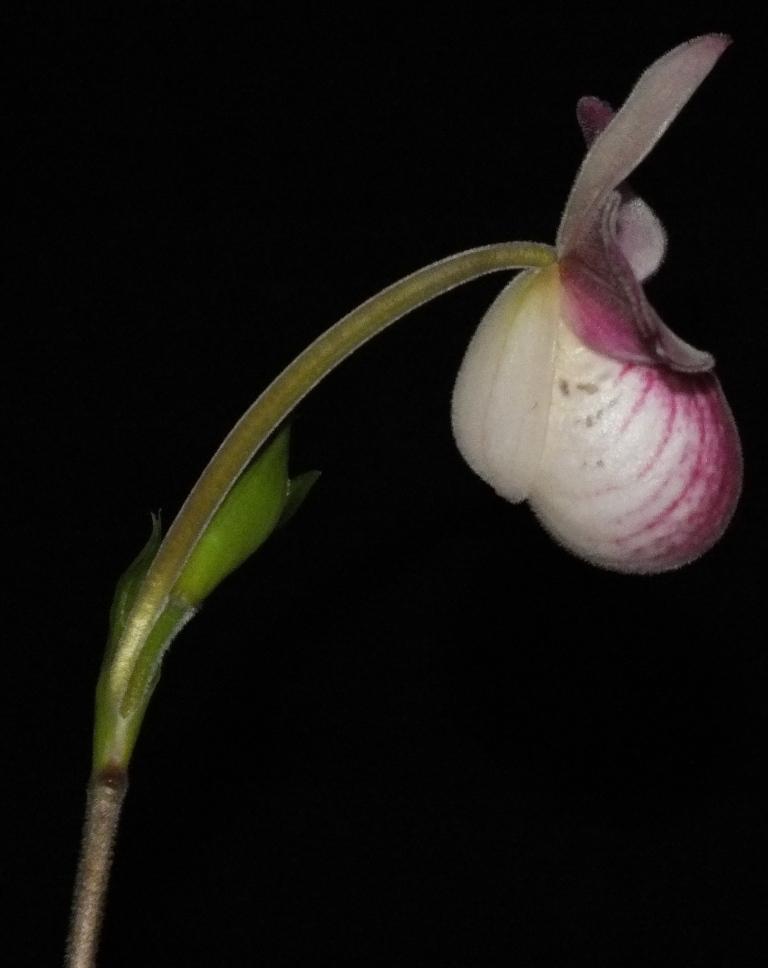 Phragmipedium Lynn Evans-Goldner - photo 2