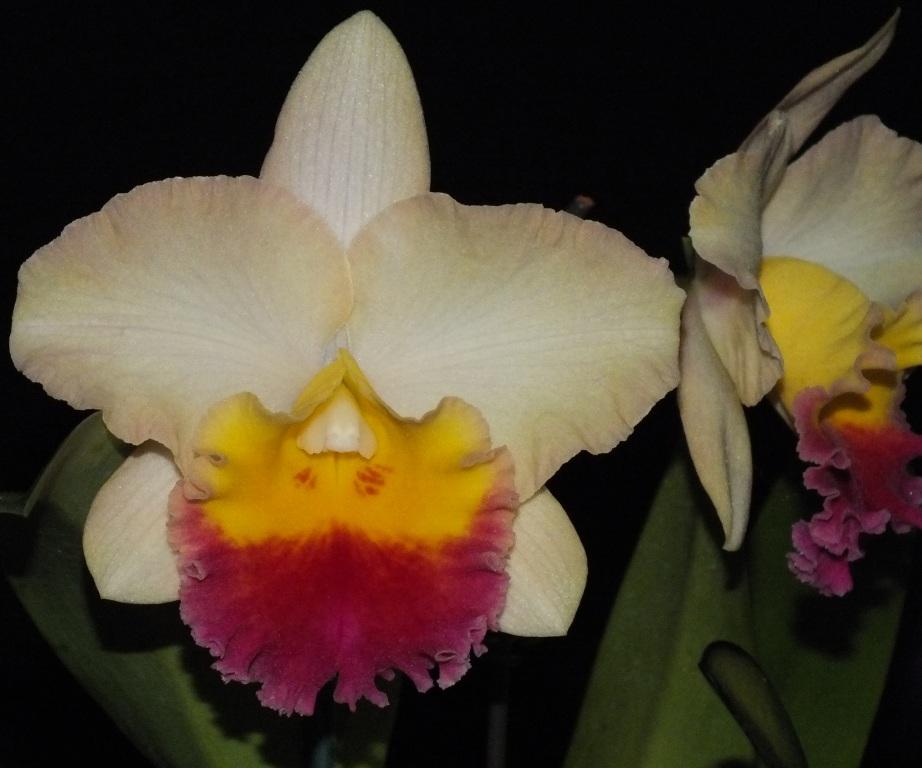 Rhyncholaeliocattleya Lisa Taylor Gallis - HCC/AOC