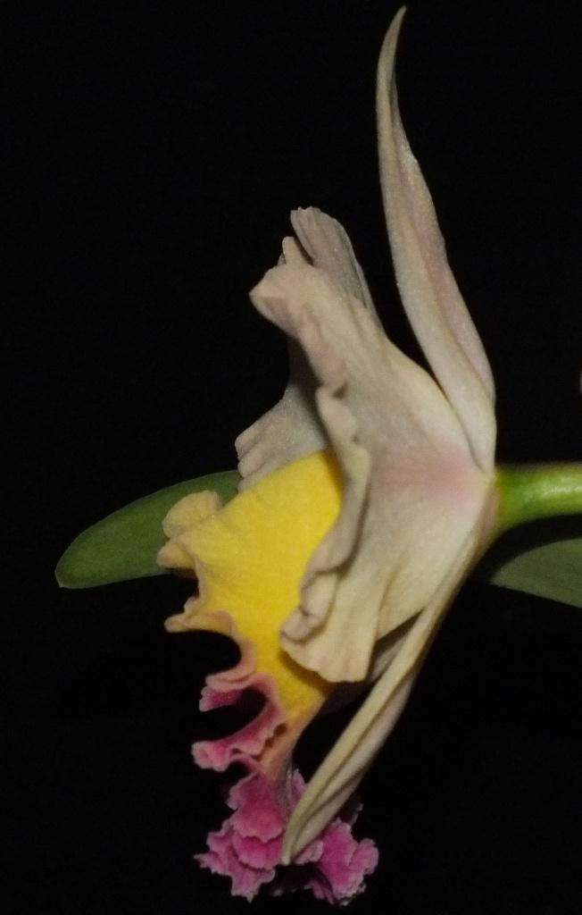 Rhyncholaeliocattleya Lisa Taylor Gallis - photo 2