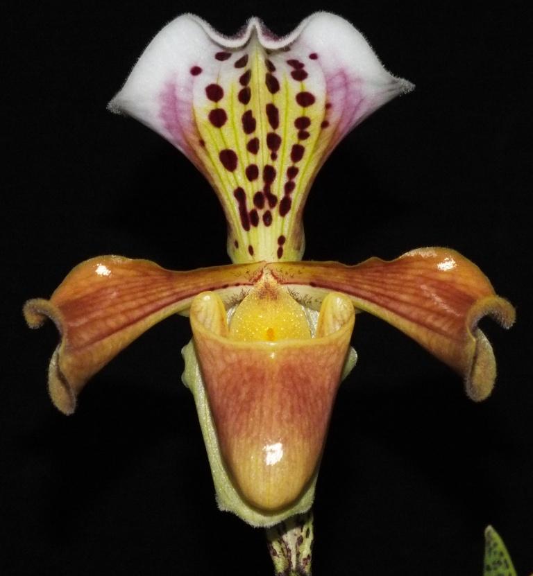 Paphiopedilum gratrixianum