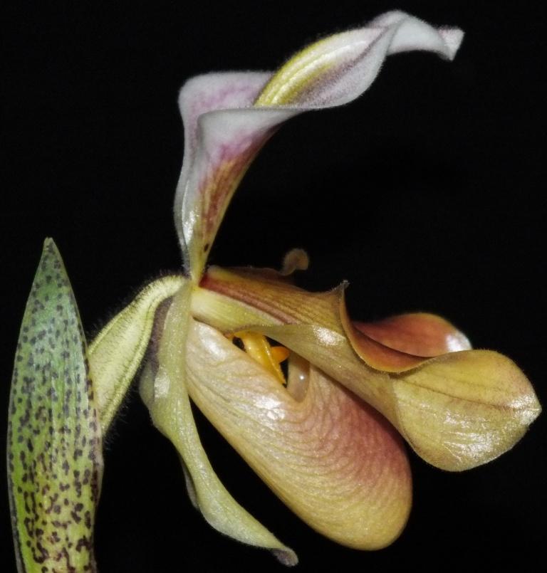 Paphiopedilum gratrixianum var. daoense - photo 2