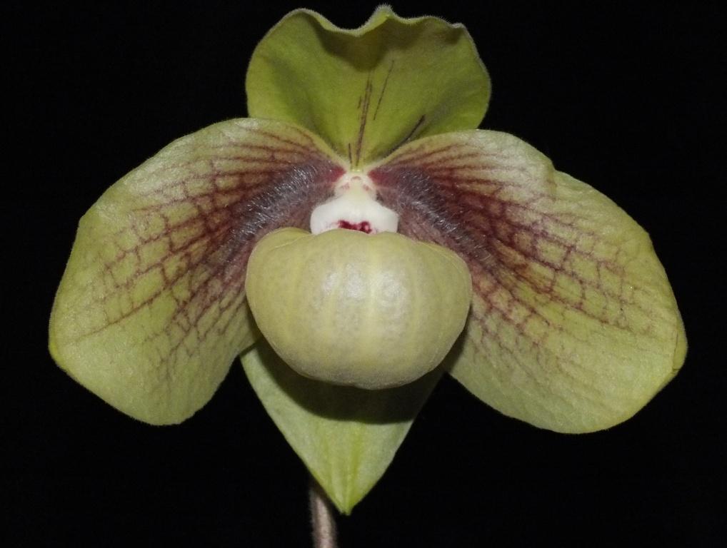 Paphiopedilum Shun-Fa Golden - HCC/AOC