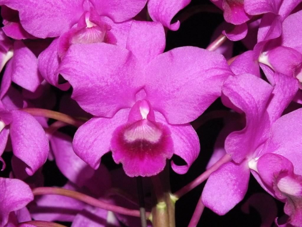 Guarianthe bowringiana - HCC/AOC