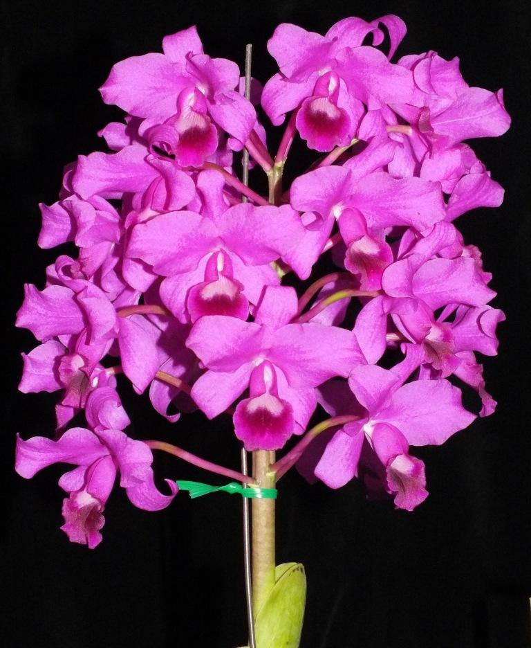 Guarianthe bowringiana - photo 2