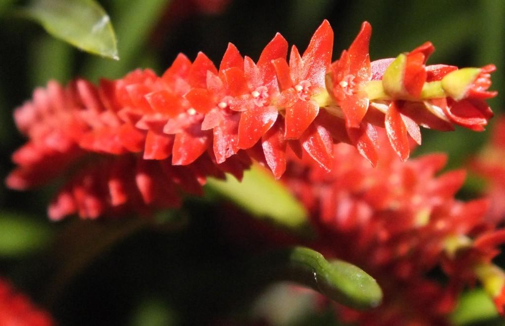 Coelogyne wenzelii - AM/AOC