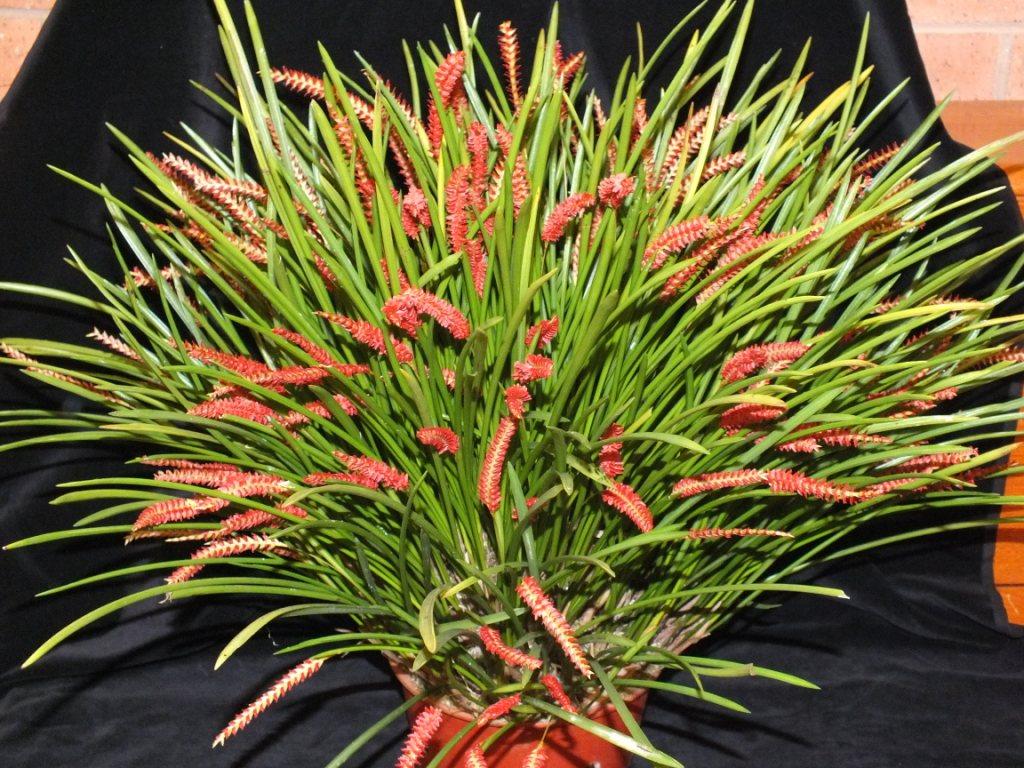 Coelogyne wenzelii - photo 2