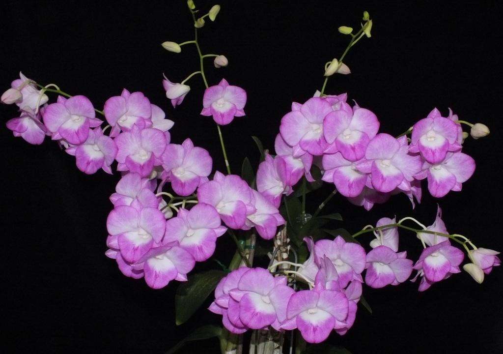 Dendrobium Hot Lips - photo 2