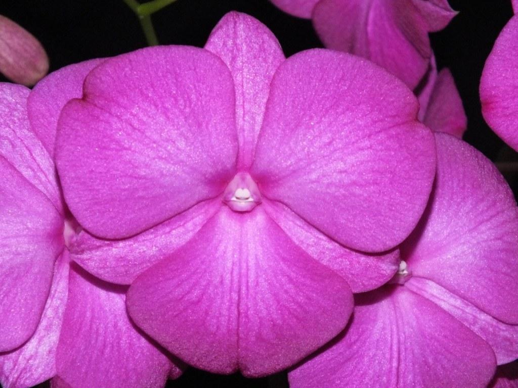 Dendrobium Kuranda Classic