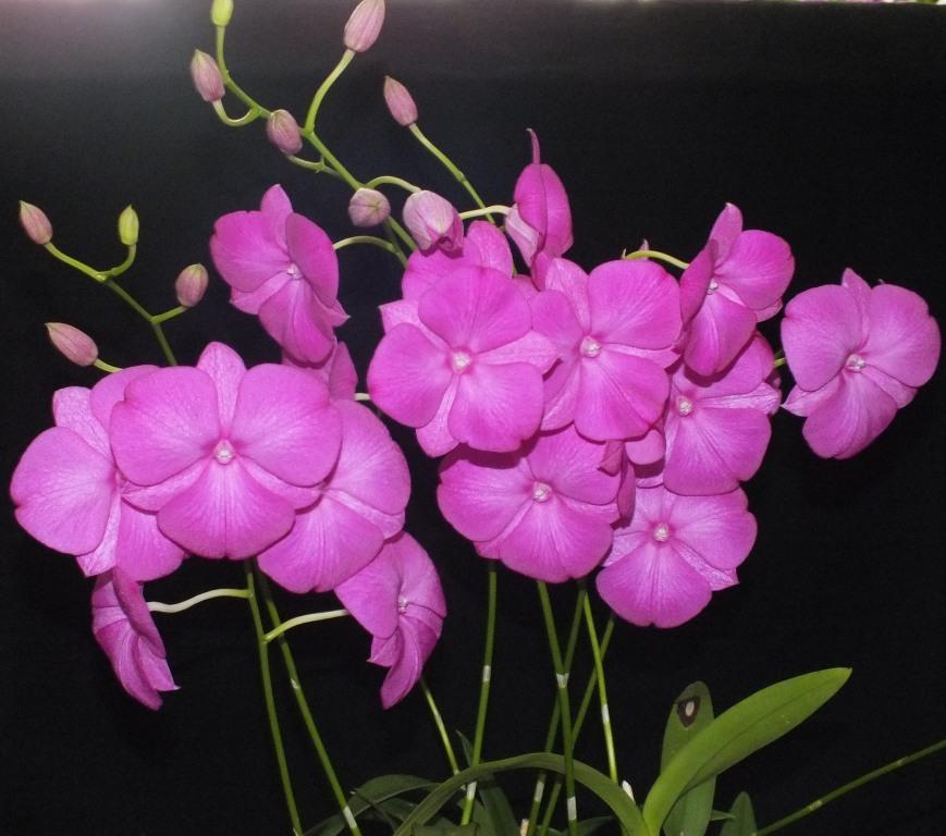 Dendrobium Kuranda Classic - photo 2