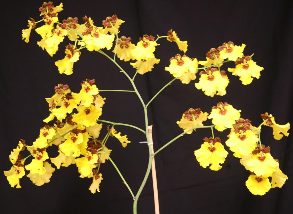 Gomesa Dark Sun - photo 2